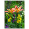Canadian Wildflowers