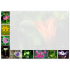 Canadian Wildflowers - Image 2