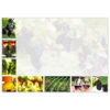 A Walk in the Vineyard - Image 2
