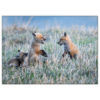 Three baby foxes playing in the grass