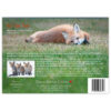 Kit Fox Fun - Image 3