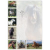 wild horses running