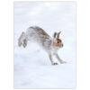 Snowshoe Hare in Spring