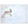 Snowshoe Hare in Spring - Image 2