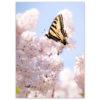 Canada's Butterfly