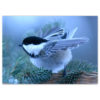 Chickadees