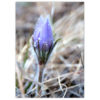 Wild Canadian Prairie Crocus adorned with tiny snow flakes