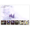 Easter Crocus - Image 2