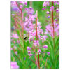 Fireweed