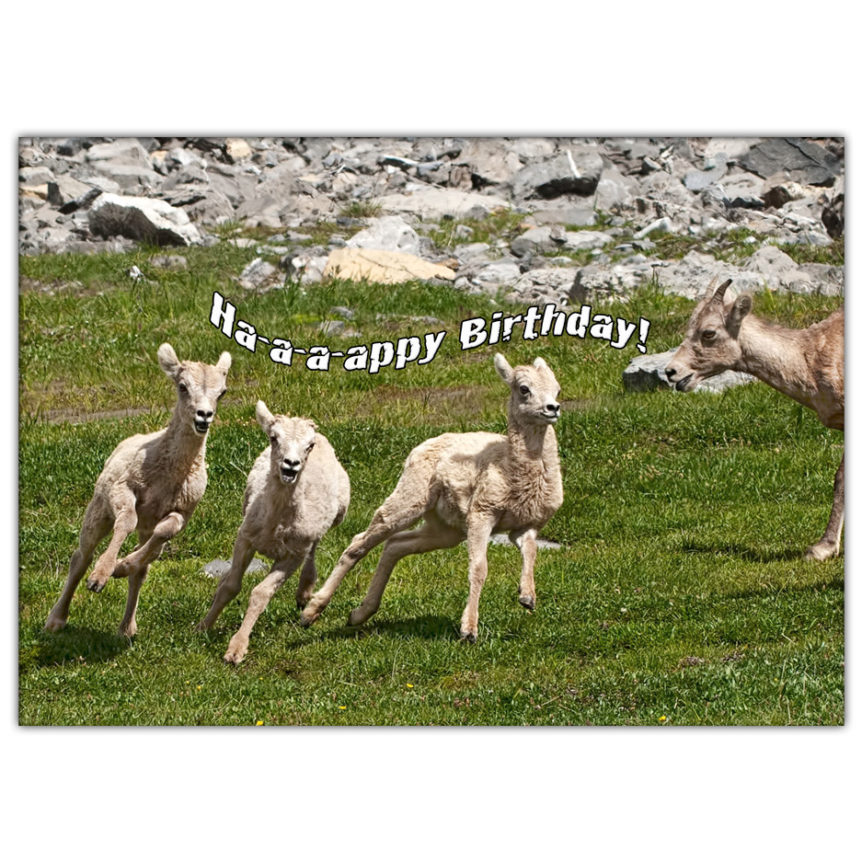 Canadian mountain sheep and lambs running and playing in the Rocky Mountains. Three of them have their mouths open like they are singing Ha-a-a-appy Birthday!