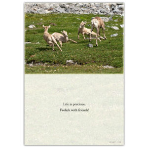 Canadian mountain sheep frisking about
