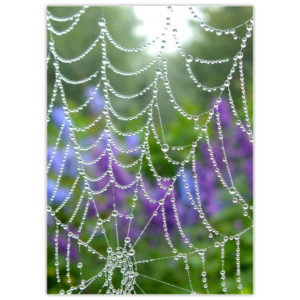 raindrops glistening on a spider web with purple delphinium in the background