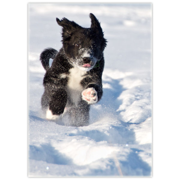 Black and white border collie running for all he's worth toward you through the snow with his little pink tongue sticking out