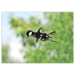 Bufflehead ducking taking his first leap out of the nest. His feet appear to be bigger than his wings, but he has taken a leap of faith!