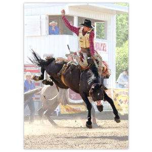 Canadian cowboy bronc bustin' at a rodeo, one hand in the air, the other hanging on tight, his feet up near his buttocks as the horse's hind hooves are hight in the air about to kick back