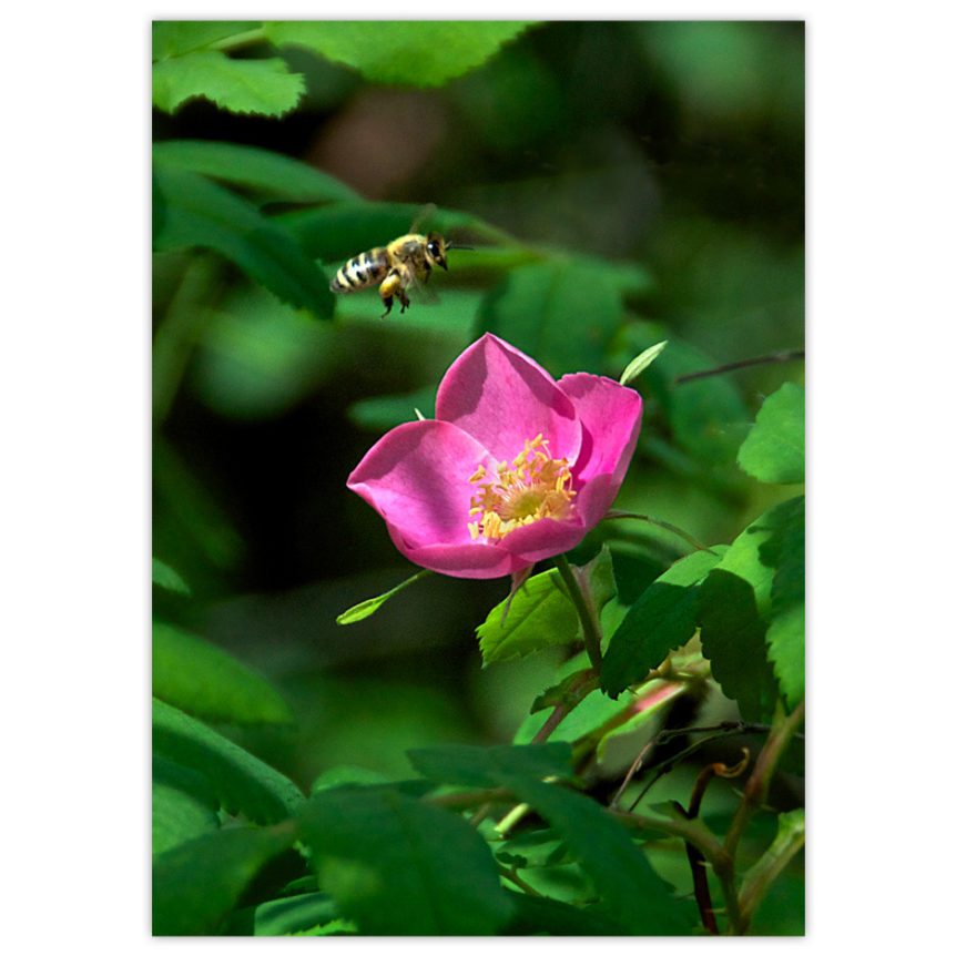 a honey bee prepares to touch down on a beautiful, hot pink wild Alberta rose in full sunshine