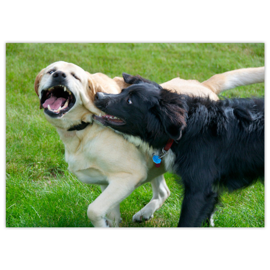 A black and white Border Collie/Bernese Mountain dog cross grabs playfully at the ear of his big Golden Retriever friend