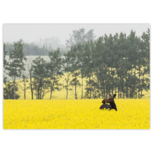 a happy moose standing shoulder-deep in a lush northern Alberta canola field with a flower in her teeth