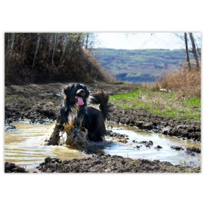 A black and white Border Collie/Bernese Mountain Dog cross named Mylo is cooling off in a big muddy puddle of water after an energetic hike in the hills on a hot day. He is wagging his tail and sending a trail of water drops into air