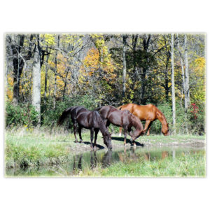 three gorgeous horses drinking at a pond in Ontario in Autumn