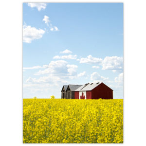 Granary in northern Alberta with the Canadian Flag painted across one entire side, set in a bright yellow field of canola with blue sky and fluffy white clouds