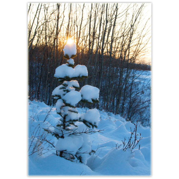 Little everygreen tree covered in snow with the sun peaking over the top like the real star that it is
