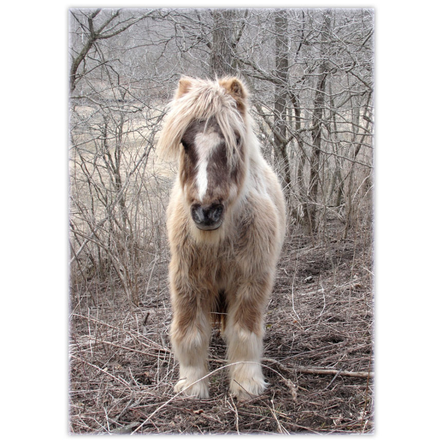 a pony with such long hair he looks like he's part Yak