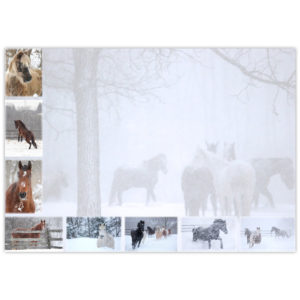 horses playing in the falling snow