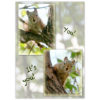 a wide-eyed squirrel peers down from the branches of a large chokecherry tree