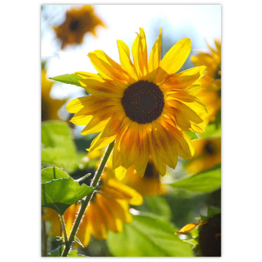 Bright yellow sunflower back lit by the sun with its beautiful neighbours looking on