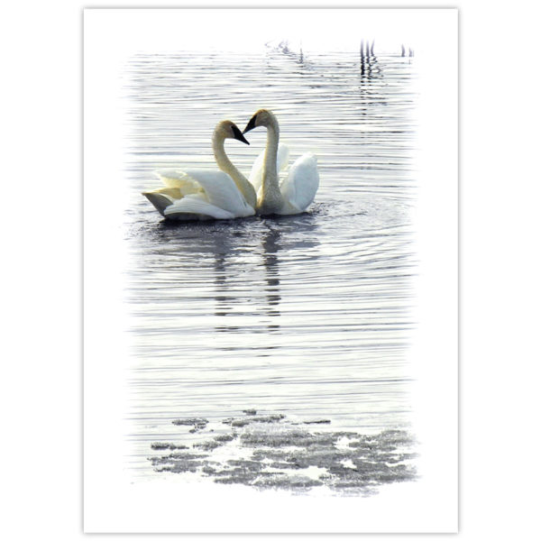 Two trumpeter swans come together on a pond in spring to form a heart with their beaks and necks. There is still some ice on the pond. Their image is reflected in the water.
