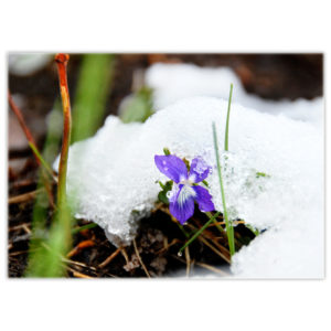 a tiny wild violet peeks out from under a fresh dump of snow on a May long weekend in northern Alberta
