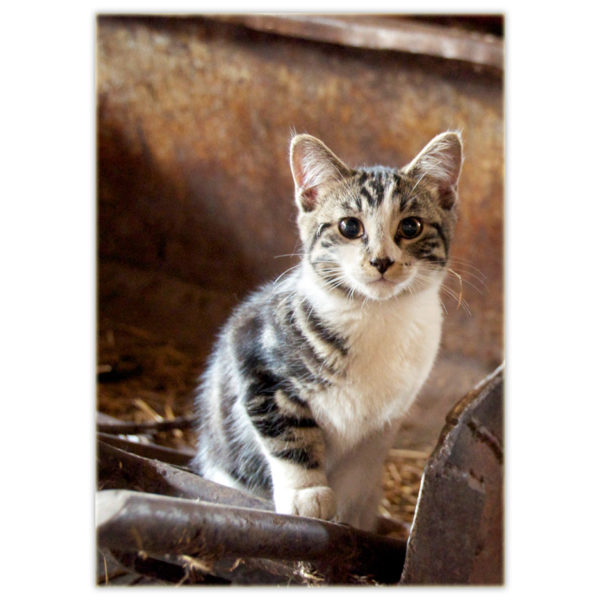a wild kitten sits on an old piece of farm machinery
