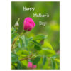 Wild Rose buds and young flower