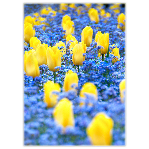 yellow tulips in a bed of blue forget-me-nots