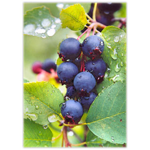 wild saskatoon berries in the rain