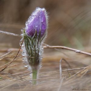 wild spring crocus dripping with meltin snow