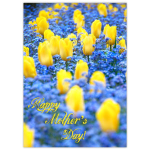 Yellow tulips in a bed of blue forget-me-not flowers