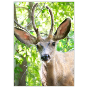 young red deer - a buck with antlers starting