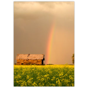 rainbow touching down in a field of canola