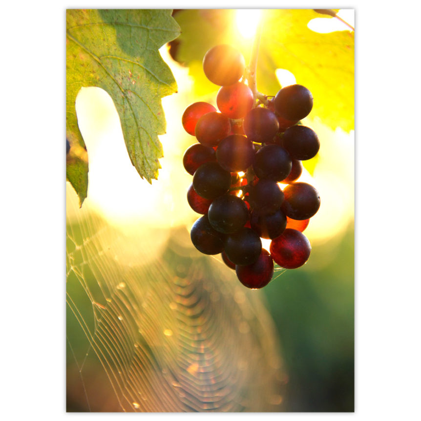 Grapes in Summerhill Pyramid bio-dynamic vineyard, Kelowna, B.C.