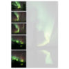 Northern Lights Dance - Image 2