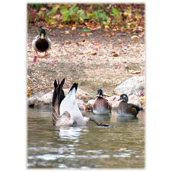 Canada Goose upside down in the water while the upright wood ducks and mallard look on