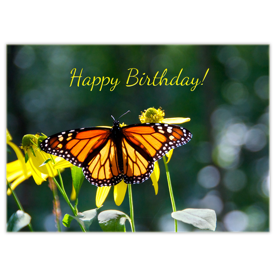 Purple Butterfly Birthday Wishes