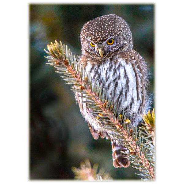 little owl perched on a conifer branch