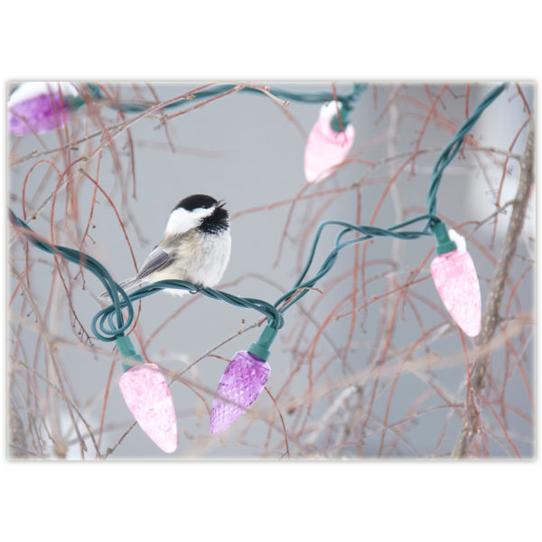 a chickadee sings while perched on a string of Christmas lights