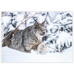 Canada Lynx walking on deep snow