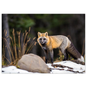 Cross fox in the boreal forest