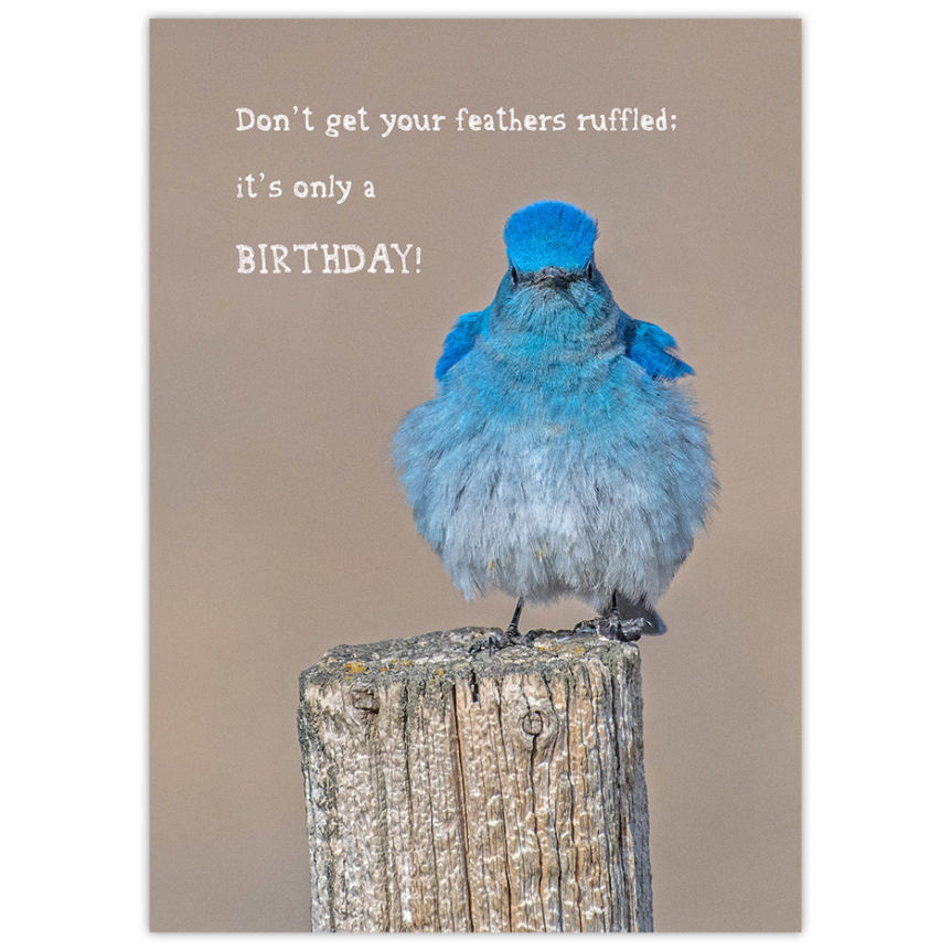 Mountain Bluebird with ruffled feathers
