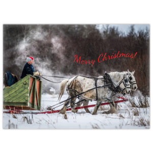 Two white Percheron horses pull a green wooden sleigh